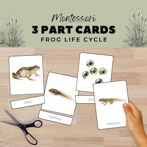 May include: Montessori 3-part cards illustrating the frog life cycle. The cards show a frog, tadpole, egg, and froglet. The text on the cards reads "Frog", "Tadpole", "Egg", and "Froglet". A pair of scissors is on the wooden surface.