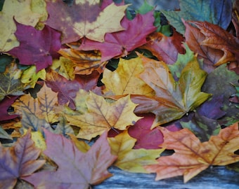 Bewaarde esdoornbladeren. KIES UW BEDRAG. Herfst decor, bruiloft decor. Esdoornblad, decor. Echte bladeren.