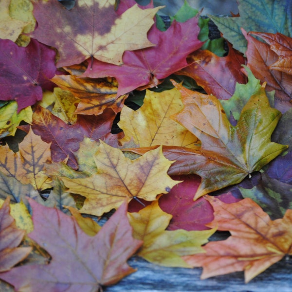 Preserved Maple Leaves. CHOOSE Your AMOUNT. Fall Decor, Wedding Decor. Maple Leaf, Decor. Real Leaves.