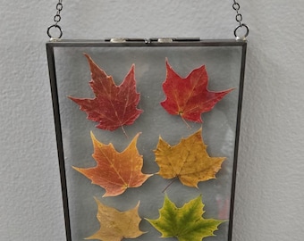 May include: A black metal frame with a chain for hanging, showcasing six pressed autumn leaves in various shades of red, yellow, and green.
