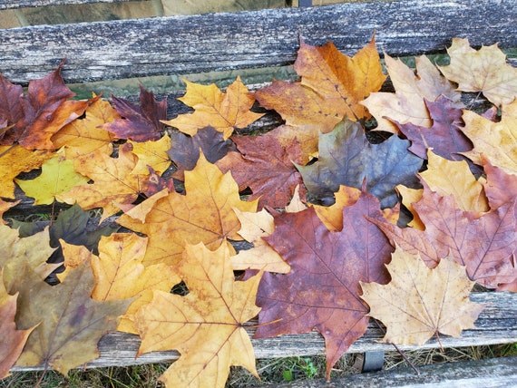 AJUNLKVDR 200 foglie autunnali, decorazione autunnale, foglie autunnali, ghirlande autunnali, foglie d'acero, foglie d'acero, feltro artificiale, decorazione autunnale, foglia d'acero, foglie d'acero