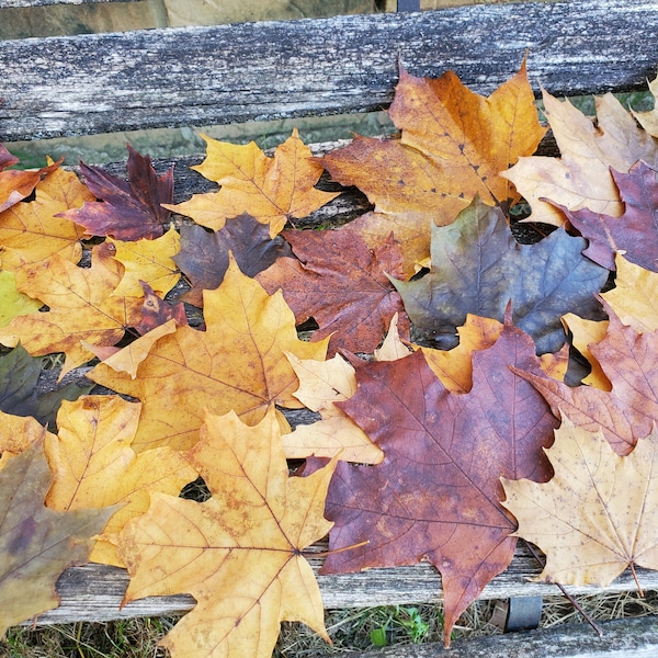 Preserved Maple Leaves. CHOOSE Your AMOUNT. Fall Decor, Wedding Decor. Maple Leaf, Decor. Real Leaves.