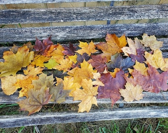 Preserved Maple Leaves. CHOOSE Your AMOUNT. Fall Decor, Wedding Decor. Maple Leaf, Decor. Real Leaves.