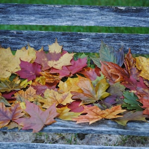 May include: A pile of autumnal leaves in shades of yellow, red, orange, and green, lies on a weathered wooden bench. The leaves display a variety of colours, creating a vibrant display of autumn foliage.