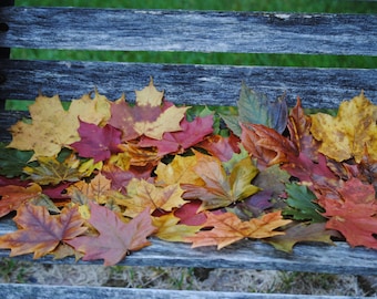 Preserved Maple Leaves. CHOOSE Your AMOUNT. Fall Decor, Wedding Decor. Maple Leaf, Decor. Real Leaves.
