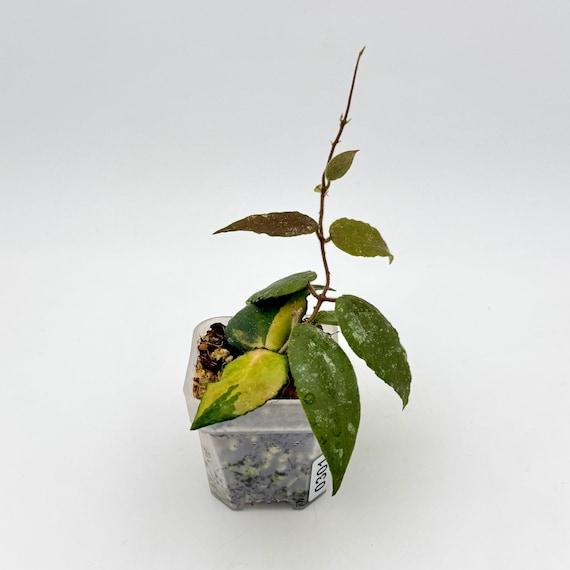 Hoya Caudata Variegated | Reverted Growth | Rare Collector Hoya | Fuzzy Leaves | Exact Plant