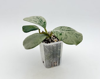 Hoya Chiang Dao Silver Rooted Active Growth Point + Free