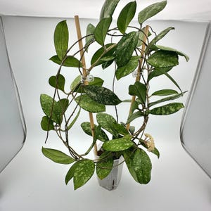 May include: A Hoya plant with variegated green and silver leaves climbing up two vertical bamboo stakes secured with clear plastic clips. The plant is potted in a translucent white plastic container and features a small cluster of pale flowers.