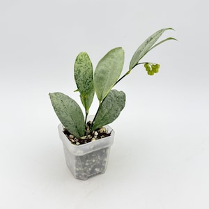Hoya Amicabilis Silver - Etsy