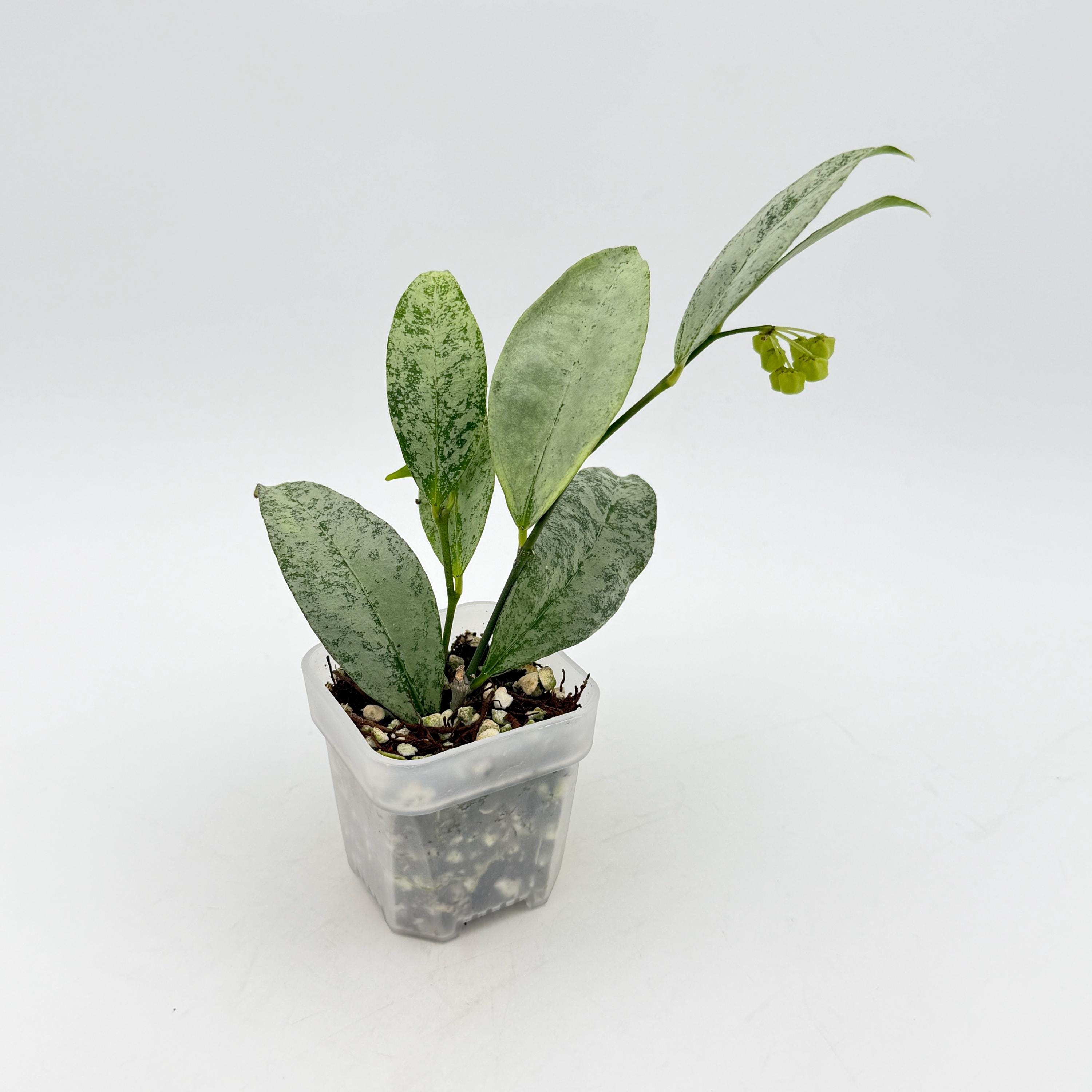Hoya Amicabilis Silver - Etsy