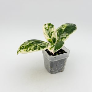 Hoya Carnosa Madara Snow Angel - Etsy