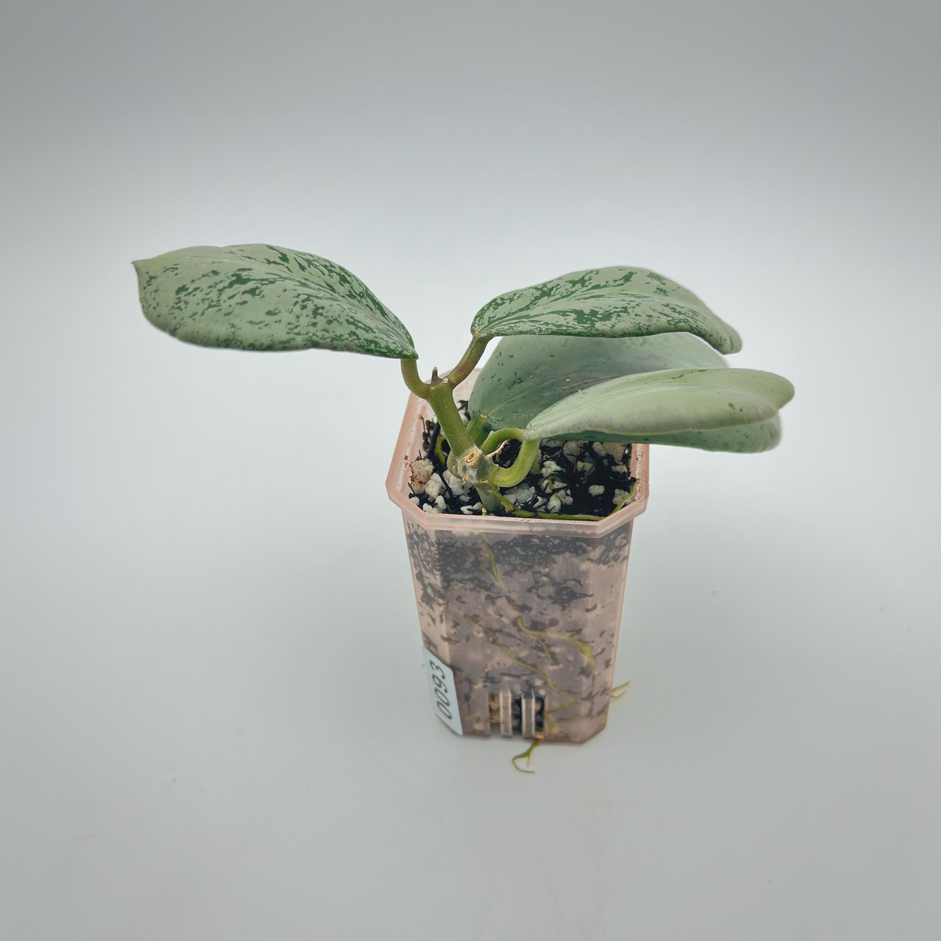 Hoya Chiang Dao - Etsy