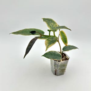 Hoya Archboldiana Albomarginata - Etsy