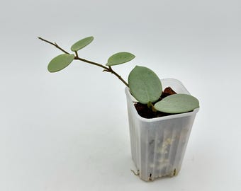 Hoya Mathilde Grey Fairy, Rooted Cut, Active Growth Points, (new