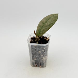 May include: A single oval-shaped green leaf with subtle silver-toned variegation growing from a small, clear plastic square nursery pot filled with dark potting soil and white perlite. The plant cutting is positioned upright in the center.
