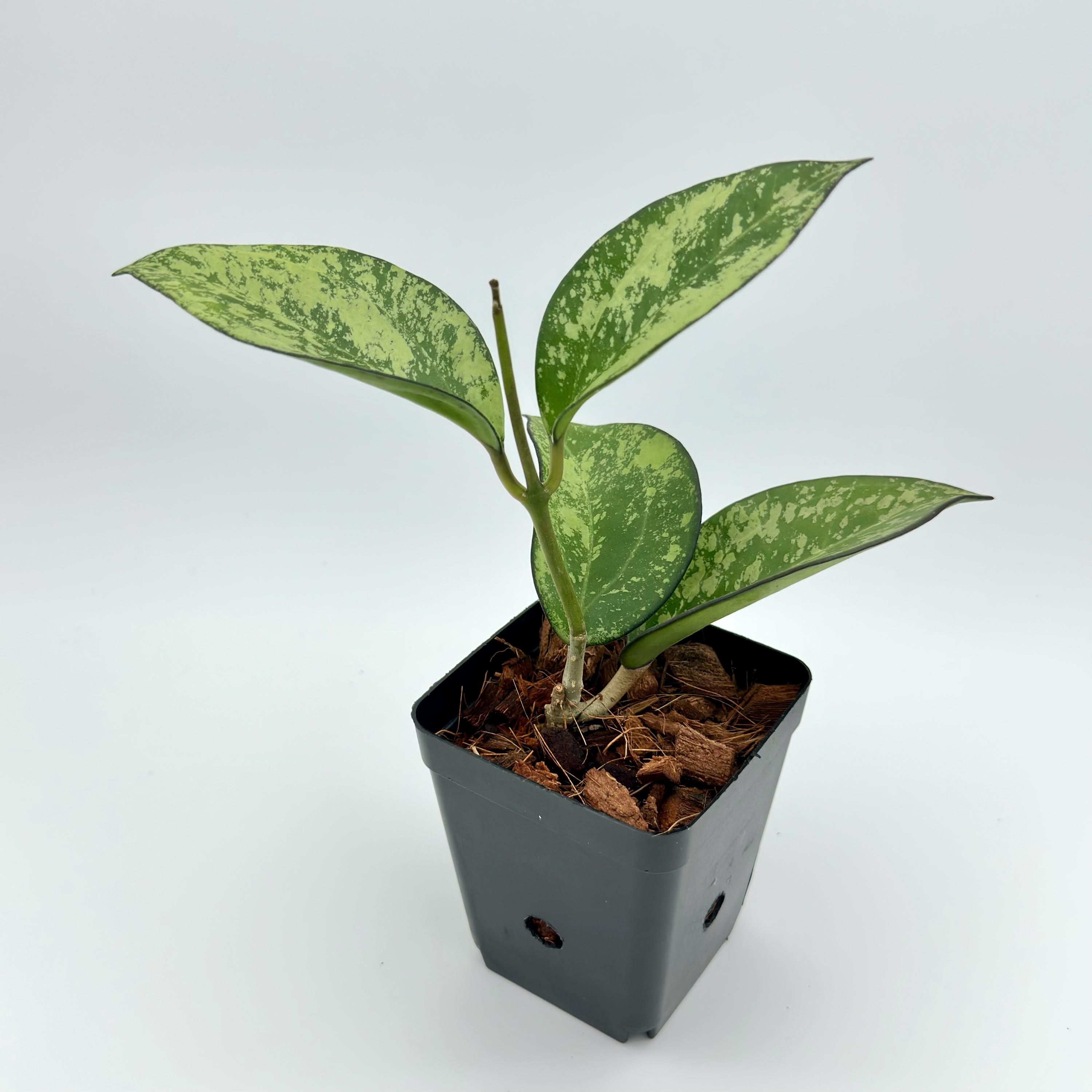 Hoya Icensis 023 - Etsy