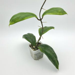 Hoya Incrassata Eclipse Live Plant | Outer Variegated Leaves | Well-Rooted 2” Pot