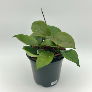 Hoya Carnosa Green Jade | Exact Plant | Full 4” Pot | 4 Well-Rooted Plants