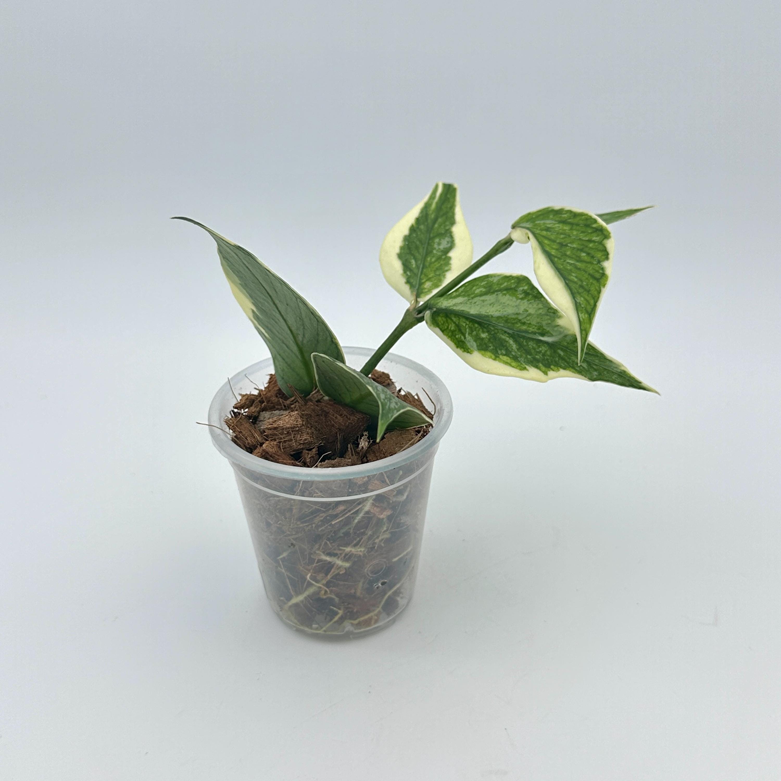 Hoya Polyneura Jasminka - Etsy display picture 1