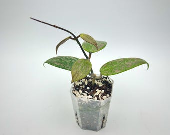 Hoya Lyi NOID UNROOTED Cutting - Etsy