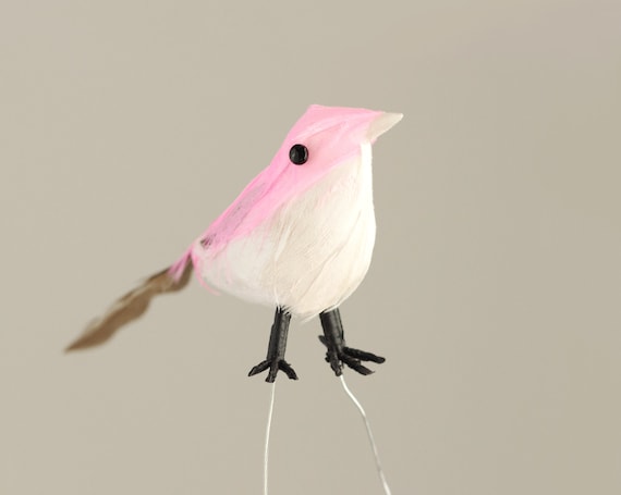 pink canary bird