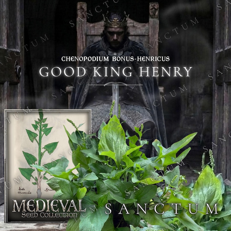 Puede incluir: Una planta Good King Henry, etiquetada cient&iacute;ficamente como Chenopodium bonus-henricus, con hojas de color verde vibrante y una ilustraci&oacute;n bot&aacute;nica en una tarjeta enmarcada. El fondo muestra una figura oscura sentada con corona.