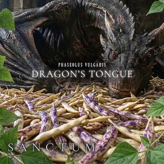 Dragon’s Tongue Bean Seeds | Unique Rare Purple Bush Bean Heirloom Vegetable | Fairytale Fantasy Garden