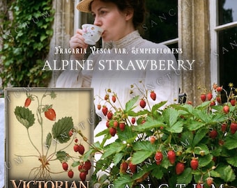 Może przedstawiać: Botaniczna ilustracja poziomki z czerwonymi owocami i zielonymi liśćmi, z napisem Fragaria vesca var. semperflorens oraz Victorian Seed Collection, przedstawiona obok osoby pijącej herbatę z filiżanki.