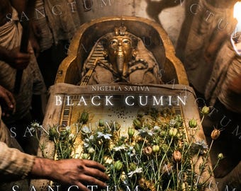 Black Cumin Historical Garden Seeds | Ancient Egyptian Herb Tutankhamun Plant | Nigella Sativa