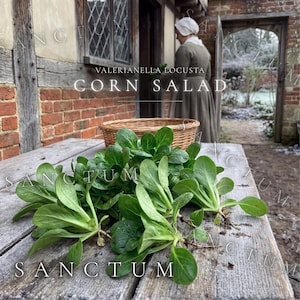 May include: A pile of fresh green corn salad, also known as Valerianella locusta, with visible roots resting on a weathered wooden table. A woven wicker basket sits behind the leafy greens, and the text "VALERIANELLA LOCUSTA CORN SALAD" is visible.