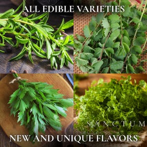 Forgotten Herbs Garden Seed Collection | 4 Unique Edible Heritage Herbs | Lovage, Chervil Seeds bild 2