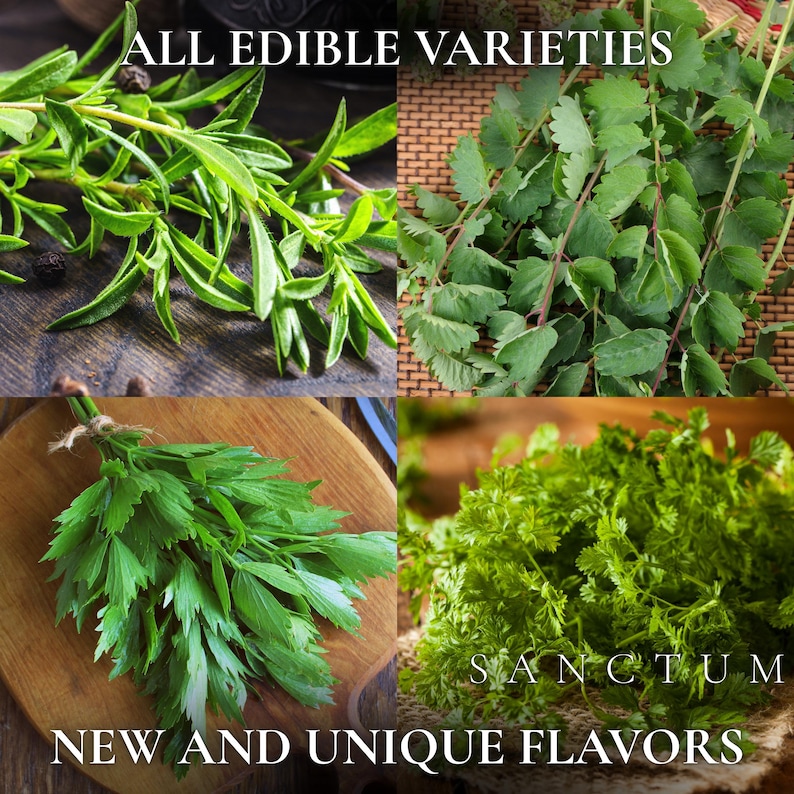 Forgotten Herbs Garden Seed Collection | 4 Unique Edible Heritage Herbs | Lovage, Chervil Seeds bild 2