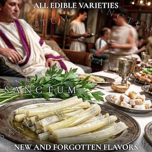 May include: A silver platter holds cooked pale green stalks in oil, next to a bunch of fresh green parsley. The text ALL EDIBLE VARIETIES and NEW AND FORGOTTEN FLAVORS appears on the image, with a watermark reading SANCTUM across the scene.