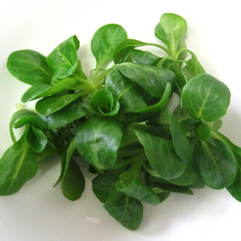 May include: A cluster of fresh lamb's lettuce leaves featuring smooth, rounded, vibrant green foliage. The small, tender leaves are arranged in a loose, organic bunch, showcasing a glossy texture and distinct, simple leaf shapes.