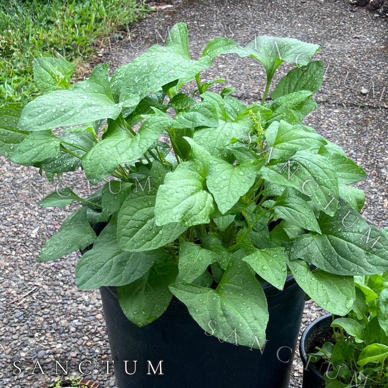 Puede incluir: Una planta verde exuberante con hojas anchas y puntiagudas cubiertas de peque&ntilde;as gotas de agua, en una maceta de pl&aacute;stico negro simple. La planta presenta un follaje denso con venas visibles y una peque&ntilde;a espiga floral central.