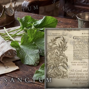 May include: Fresh green leaves of the Good King Henry plant rest on a beige linen cloth next to a vintage botanical print. The print features a detailed black and white illustration of the plant with text titled Of English Mercury, 1597.
