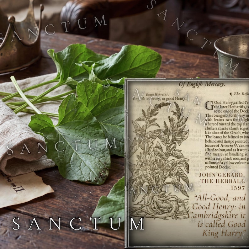 May include: Fresh green leaves of the Good King Henry plant rest on a beige linen cloth next to a vintage botanical print. The print features a detailed black and white illustration of the plant with text titled Of English Mercury, 1597.