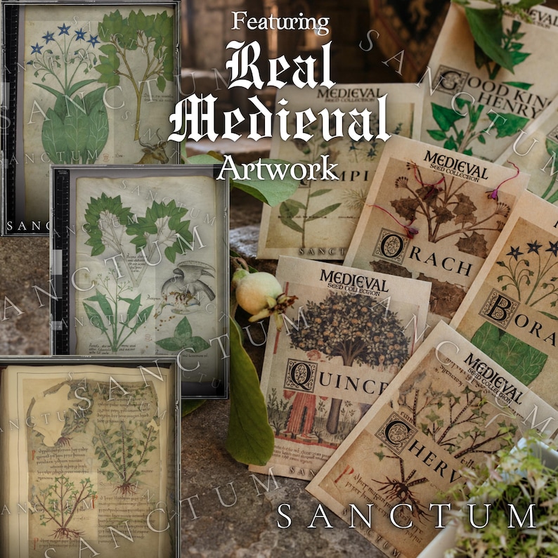 May include: A collection of rectangular seed packets and framed prints featuring botanical illustrations and medieval-style text. The packets are labeled with names like Orach, Borage, Quince, and Chervil, displaying detailed plant drawings on aged, parchment-colored paper.