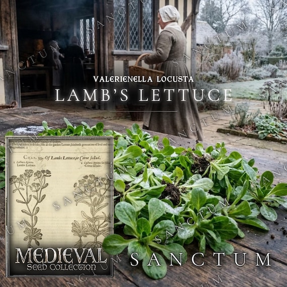 Corn Salad Lamb's Lettuce Historical Vegetable Seeds | Cold Tolerant Old-World Medieval Green | Valerienella locusta