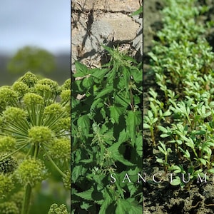 Viking Garden Seed Collection | 3 Rare Edible Norse Plants | Herbs & Greens Unique Historic Varieties image 4
