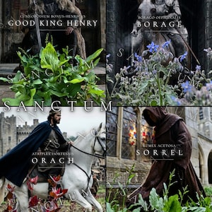 May include: A four-panel collage featuring botanical illustrations and historical figures. Panels show Good King Henry with green leaves, Borage with blue flowers and a knight, Orach with a rider on a white horse, and Sorrel with a hooded figure.