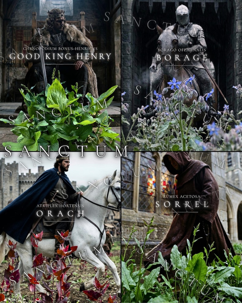May include: A four-panel collage featuring botanical illustrations and historical figures. Panels show Good King Henry with green leaves, Borage with blue flowers and a knight, Orach with a rider on a white horse, and Sorrel with a hooded figure.