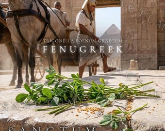 Fenugreek Historical Garden Seeds | Ancient Egyptian Herb Tutankhamun Plant | Trigonella foenum-graecum