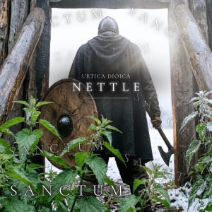 May include: A person wearing a dark hooded cloak and chainmail armor stands in a wooden doorway, holding a round wooden shield and a metal axe. The text URTICA DIOICA NETTLE is visible. Green nettle plants grow in the foreground of the scene.