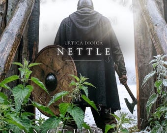 Nettle Historical Vegetable Seeds | Old-World Edible Culinary Green Medieval Viking Food Forest | Urtica Dioica
