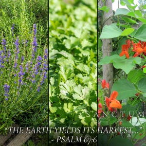 Bible Garden Seed Collection | 4 Edible Faith Inspired Plants | Grow God's Scripture Unique Herbs & Vegetables image 4
