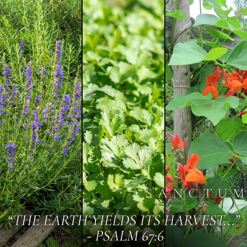 Bible Garden Seed Collection | 4 Edible Faith Inspired Plants | Grow God's Scripture Unique Herbs & Vegetables image 4
