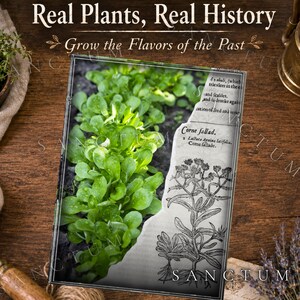 May include: A rectangular print featuring a split design with a photograph of vibrant green leafy plants on the left and a vintage-style botanical illustration of a plant labeled Corne fallad on the right, with the text Real Plants, Real History.