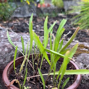 May include: A small, round, brown plastic pot filled with dark potting soil and several thin, upright green plant sprouts. The leaves are narrow, pointed, and light green in color, emerging from the soil surface in a cluster.