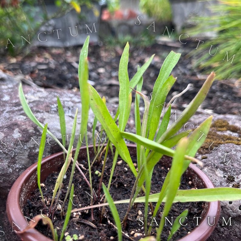 May include: A small, round, brown plastic pot filled with dark potting soil and several thin, upright green plant sprouts. The leaves are narrow, pointed, and light green in color, emerging from the soil surface in a cluster.
